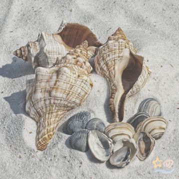 Beachfront Instagram